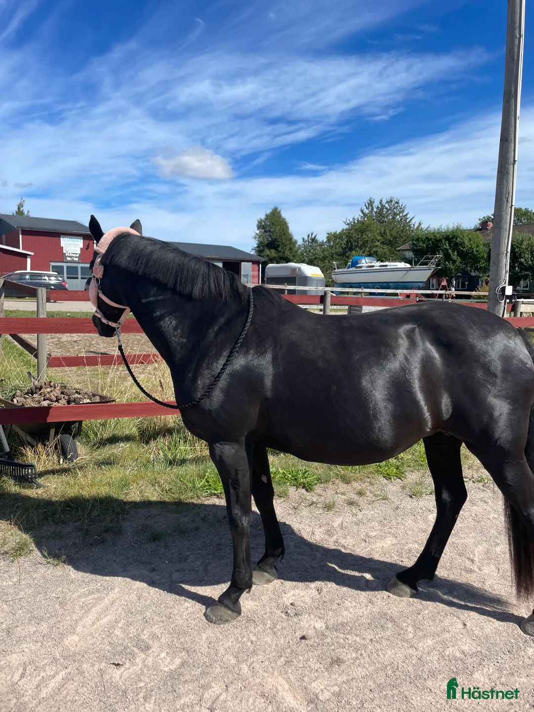 Allround hästar till salu: Fantastisk snällt sto till salu i Brålanda - Annons 3