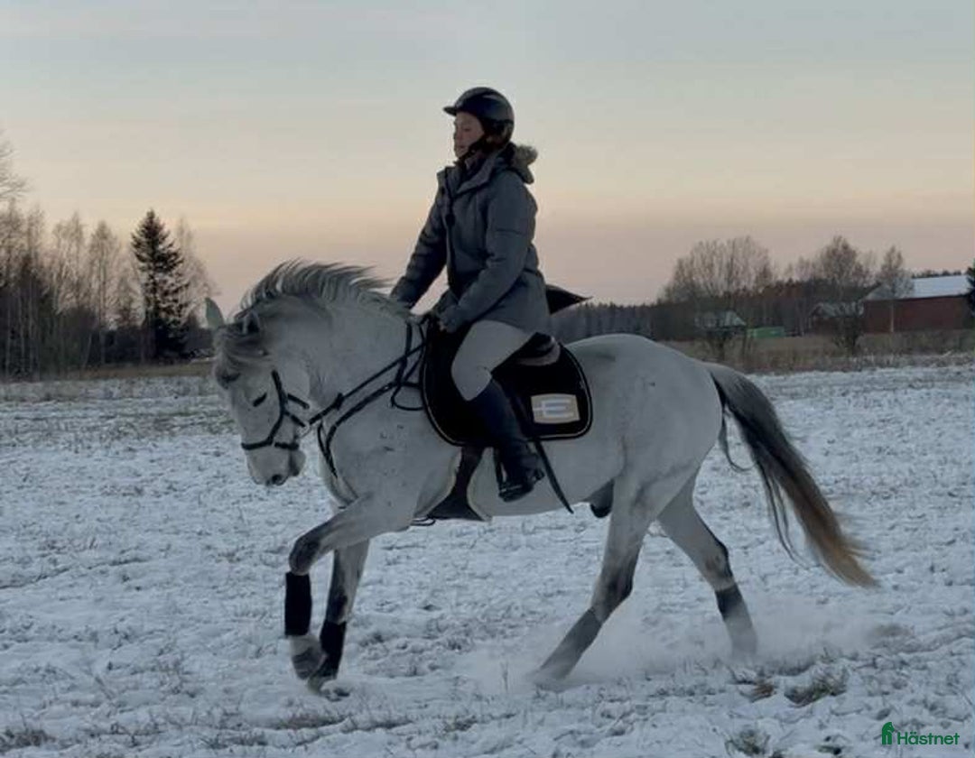 Allround hästar till salu: Mycket fin valack med stor kapacitet i Sala - Annons 7