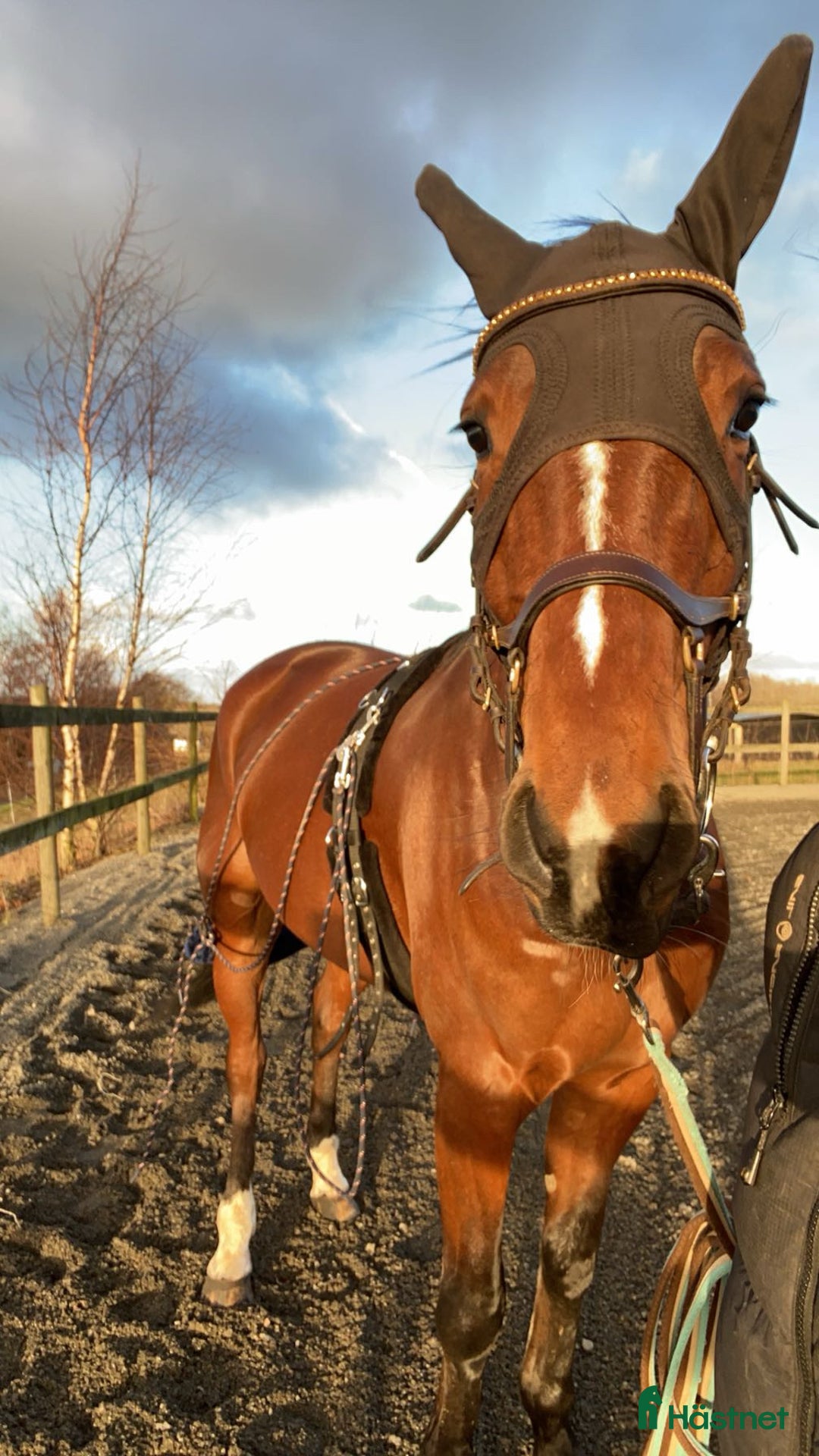 Allround hästar till salu: En fantastisk vän  i Blentarp - Annons 6