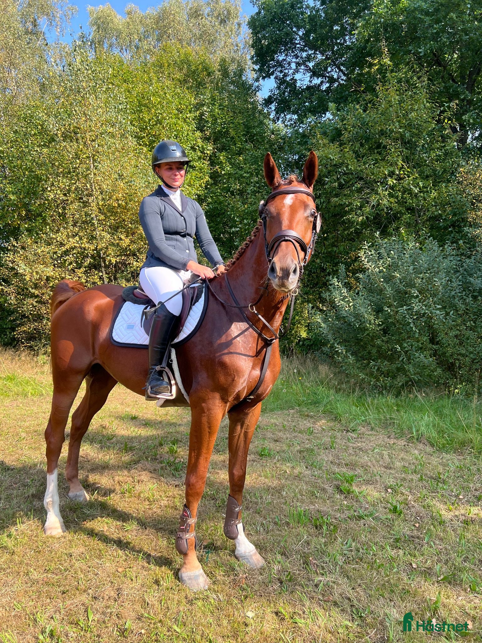  hästar Lovande 6-årig valack - Annons 2