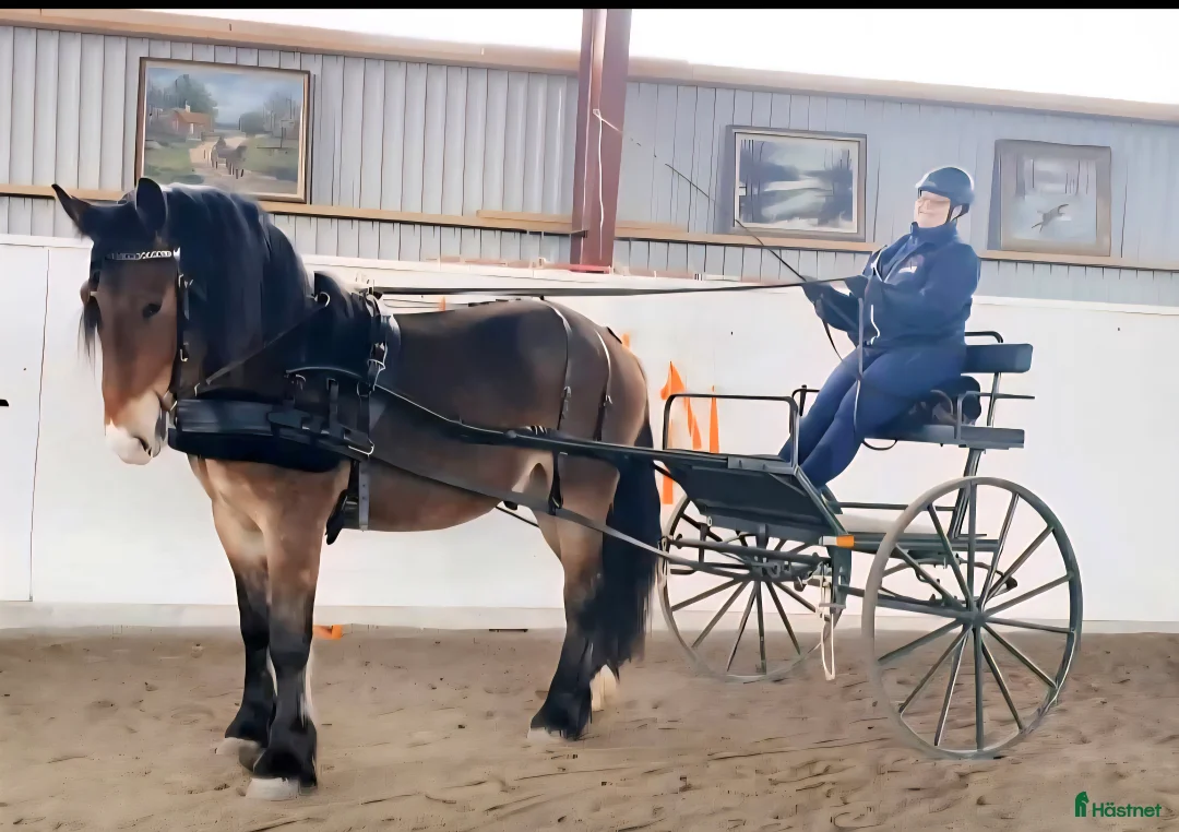 Körvagnar körning till salu: Tidaholms Gigg - Annons 3