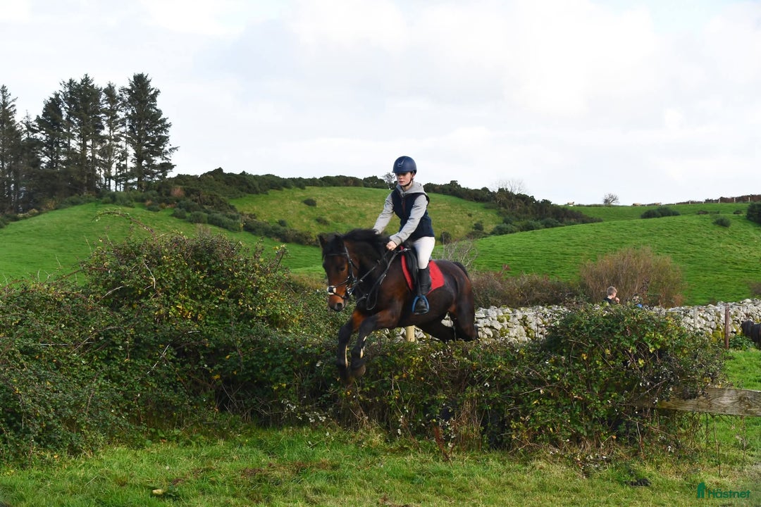 Hoppning hästar till salu: Amazing pony i Göteborg - Annons 10