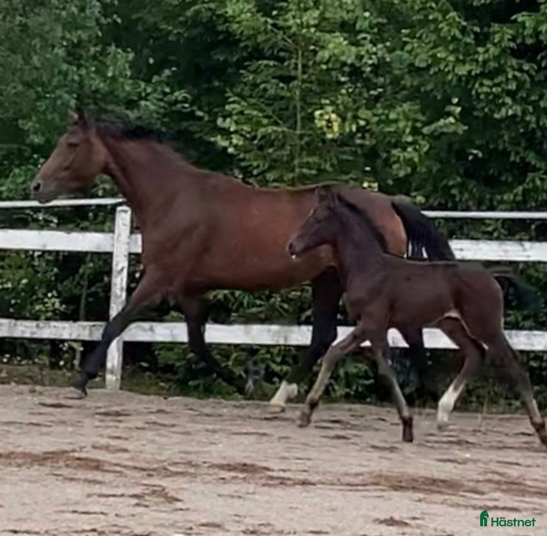 Avelshästar hästar till salu: Avelssto dräktig med Majestic Justice i Salbohed - Annons 2