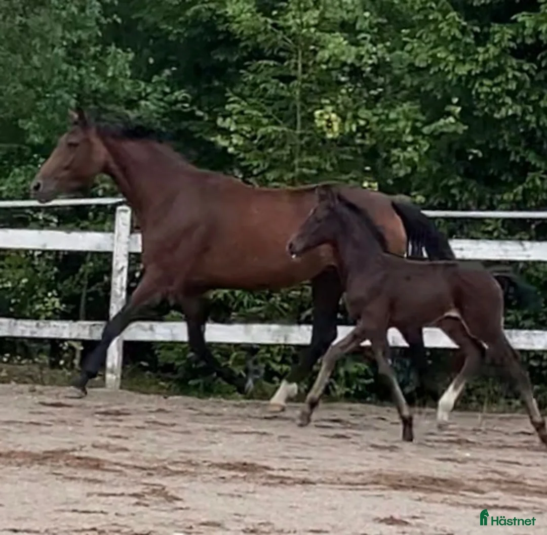 Avelshästar hästar till salu: Avelssto dräktig med Majestic Justice i Salbohed - Annons 2