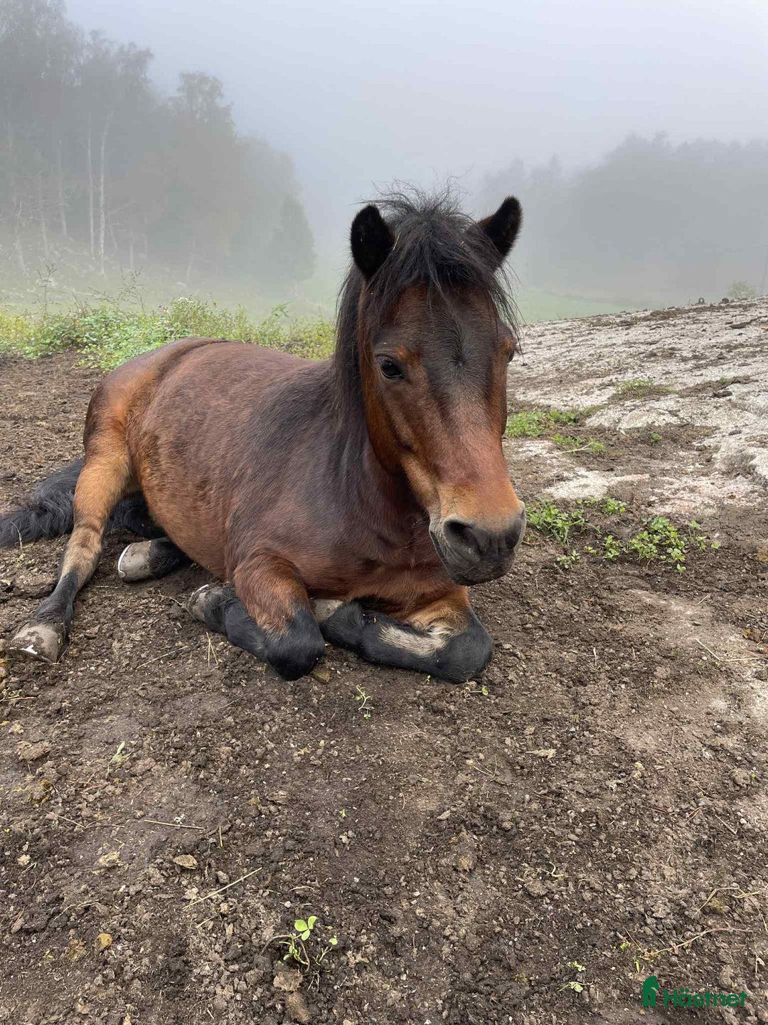  foderhäst finnes: Snäll skogsponny ca 122 cm. i Åkersberga - Annons 3