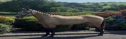 Allround hästar till salu: Stunning New Forest Pony - Annons 9