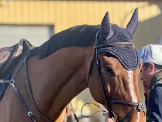 hästar Redo för nästa nivå - måste upplevas! - Annons 2