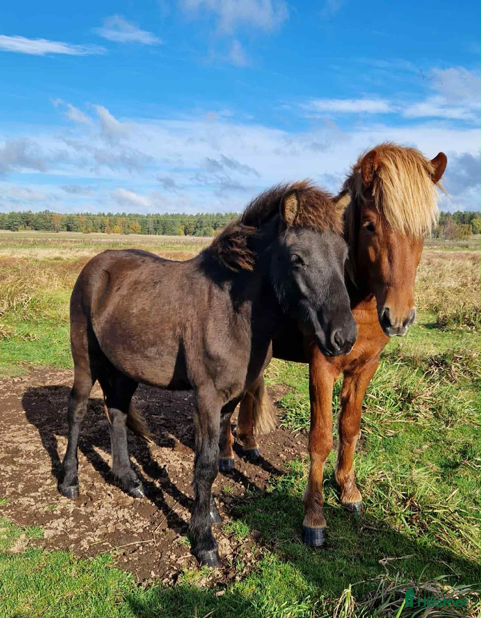  hästar Teitur från Rönnehill, född 2024, hingst!  i Blentarp - Annons 2