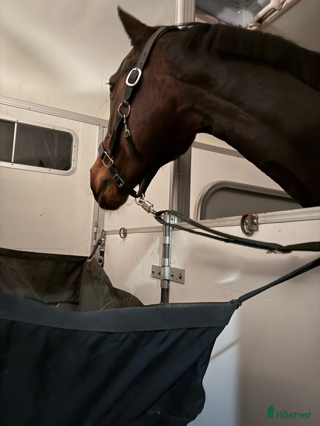 Hästtransporter  fordon & transport till salu: Söker 1,5 släp i Själevad - Annons 1