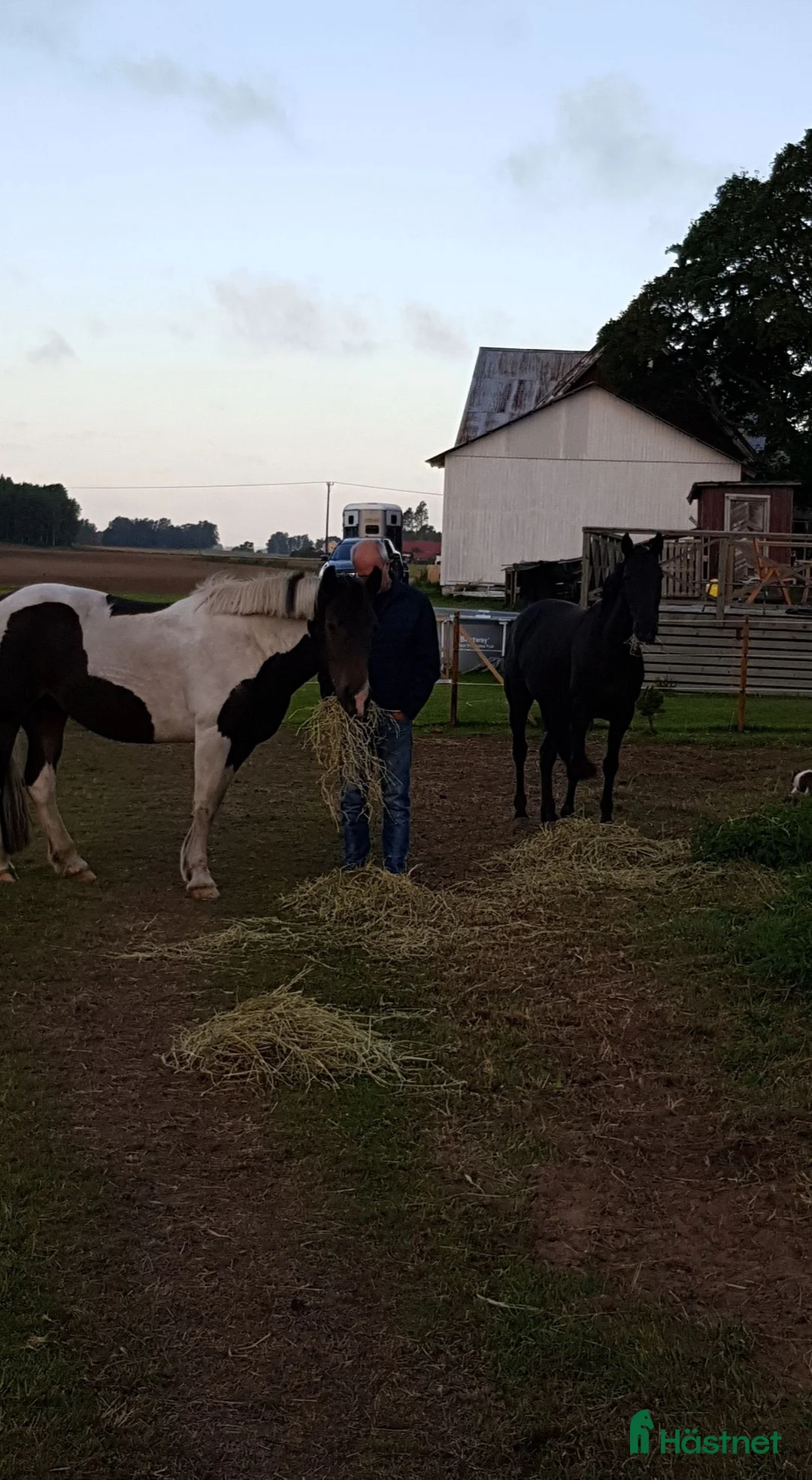Övrigt hästar till salu: Snäll skogsponny i Vinninga - Annons 3
