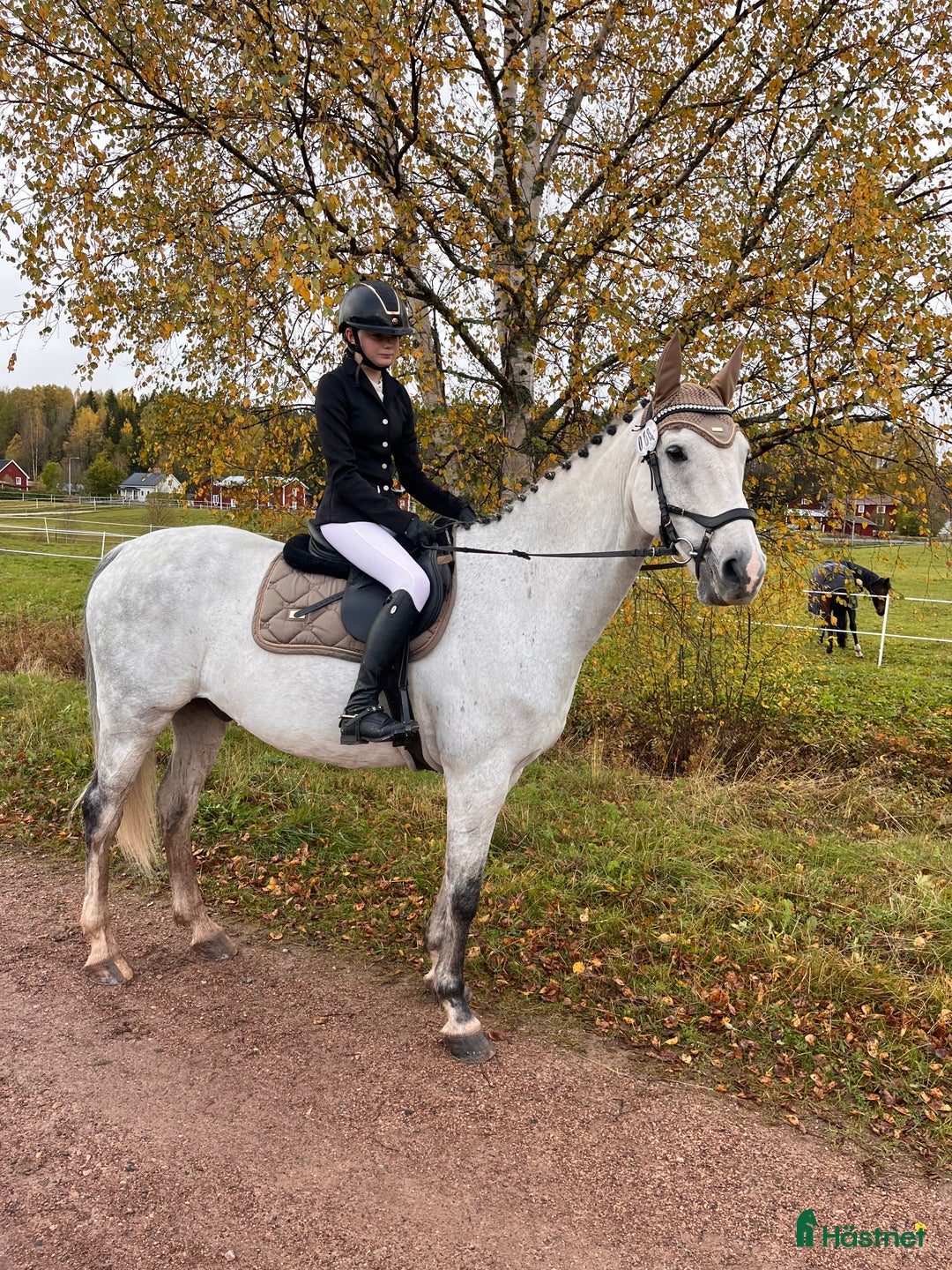 Allround hästar till salu: Bästa vän söker nytt hem 💕 i Malung - Annons 4