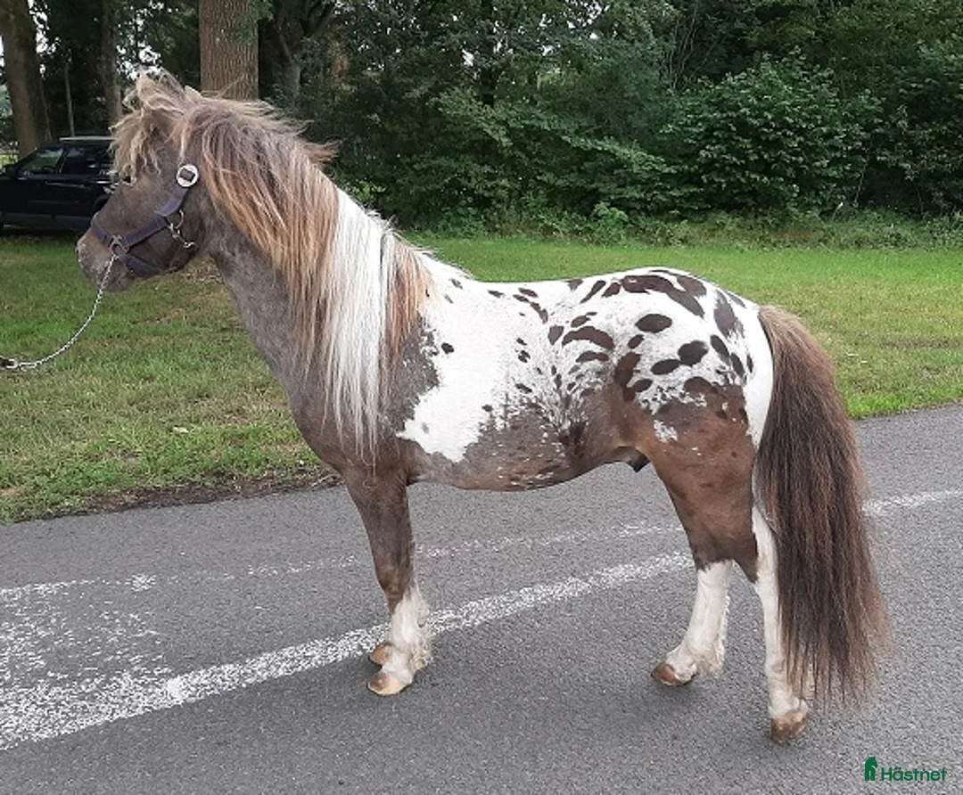 Avelshästar hästar till salu: Curly miniatuur Amha - Annons 2