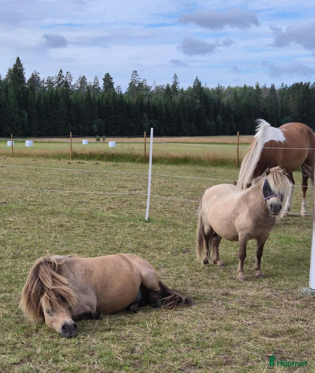 Sällskap hästar till salu: 2 fina killar söker nytt hem - Annons 2