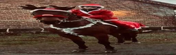 Allround hästar till salu: ✨ Lyxig allroundhäst söker sitt rätta hem ✨ - Annons 4