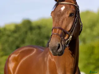 hästar Hopphäst till fyndpris 🦄 - Annons 3