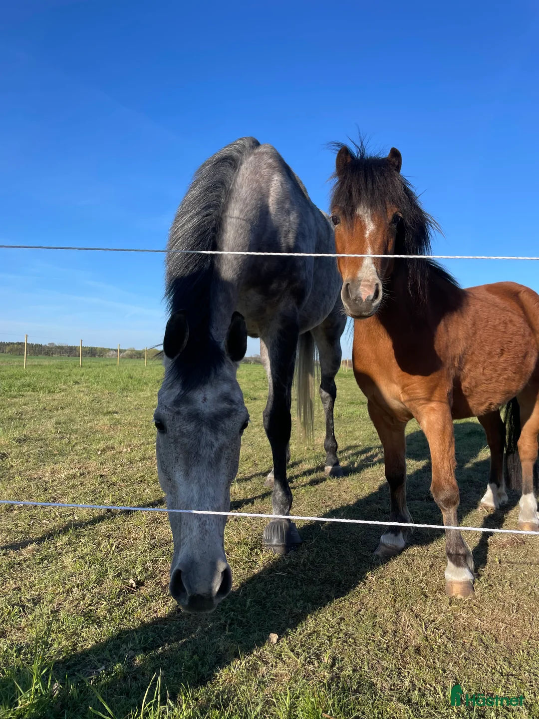 Allround hästar till salu: Supersnälla Bella söker nytt hem i Östra Sönnarslöv - Annons 2