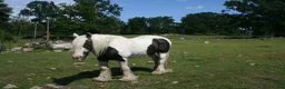 Allround hästar till salu: Vacker Irish Cob valack. - Annons 2
