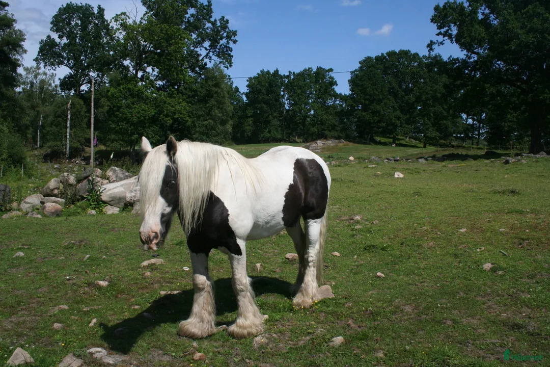 Allround hästar till salu: Vacker Irish Cob valack. - Annons 2
