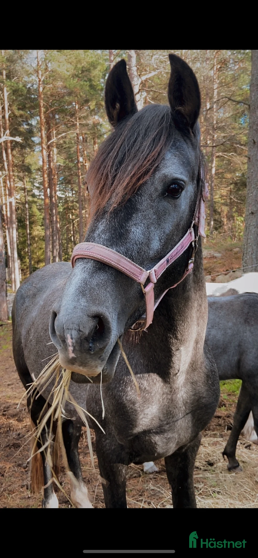 Allround hästar till salu: Pre hingst - Annons 2