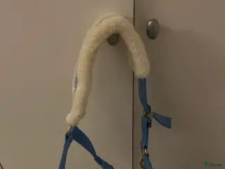 Övrig Hästutrustning hästutrustning Mulle grimma ponny i Alingsås - Annons 5