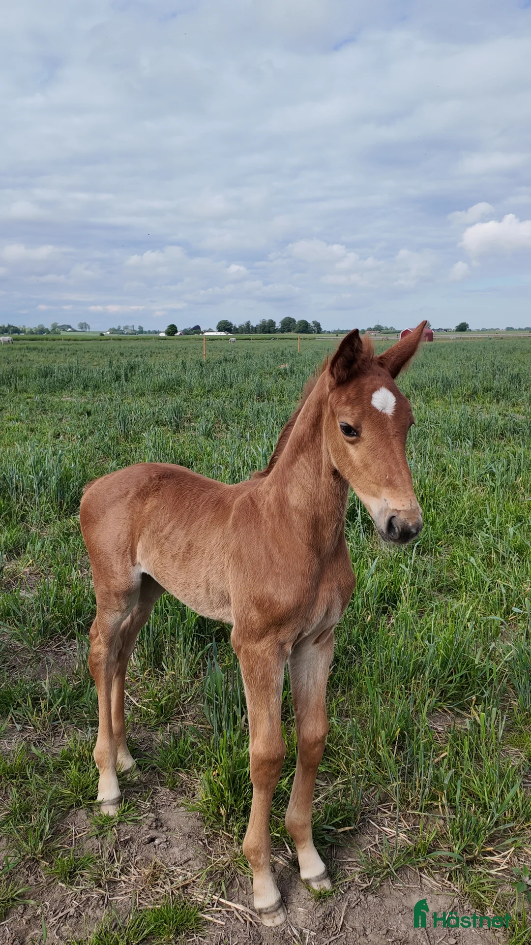 Hoppning hästar till salu: Hingstföl e:Chac Boy Monte Bellini-Quidam d Revel  - Annons 5