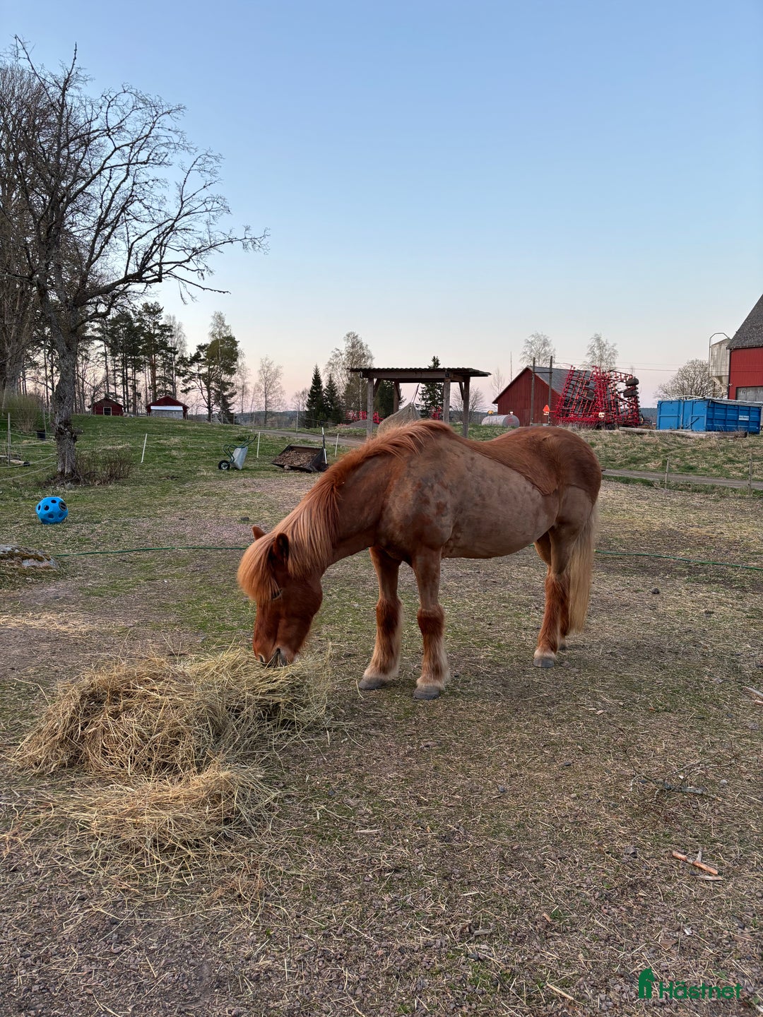  foderhäst finnes: Shettis och islandshäst lånas ut till rätt hem!  i Kristinehamn - Annons 2