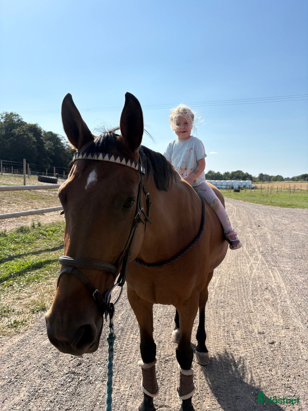 Hoppning hästar till salu: Perfekt läromästare i Tomelilla - Annons 2