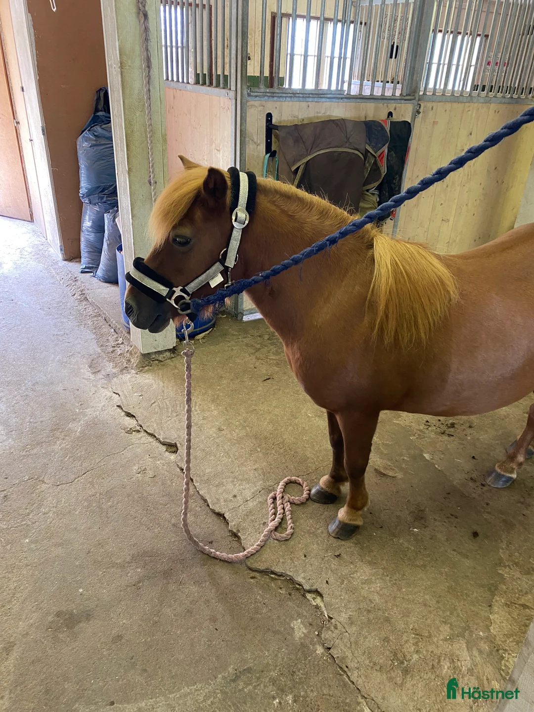  medryttarhäst finnes: Medryttare sökes - Annons 4