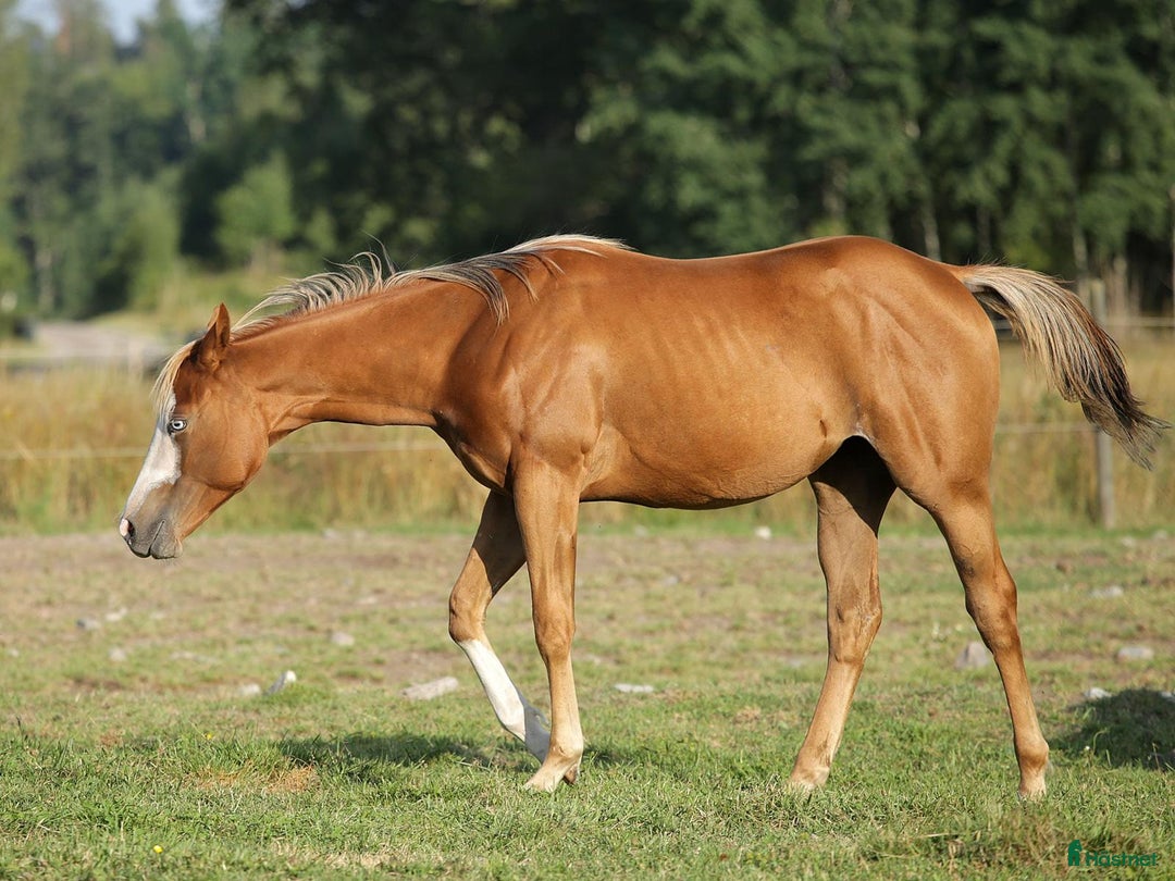 Western hästar till salu: Höstrea på Kungsvikstorp i Åtvidaberg - Annons 8