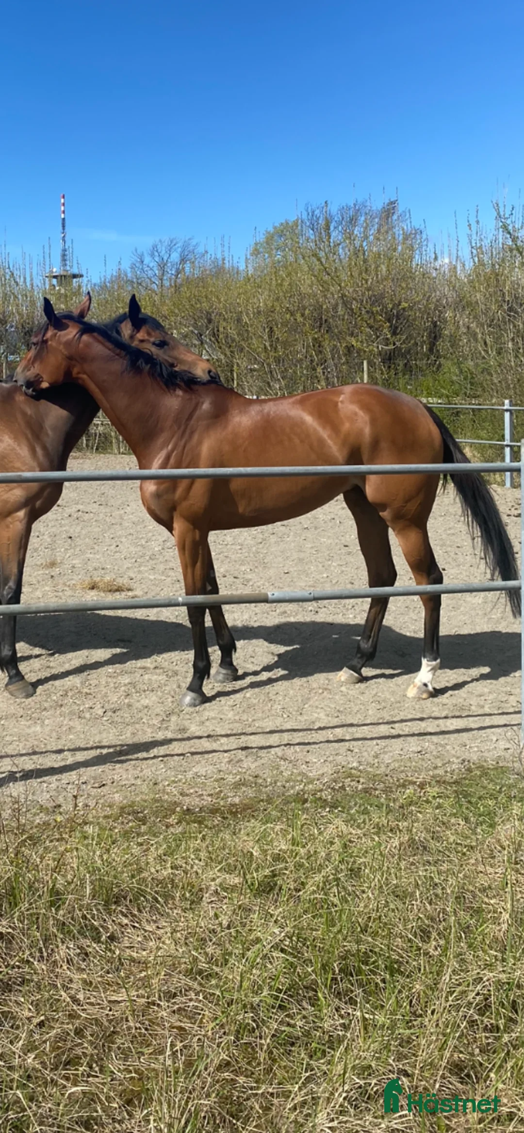 Allround hästar till salu: Mitt hjärta söker sitt sista hem i Trelleborg - Annons 2