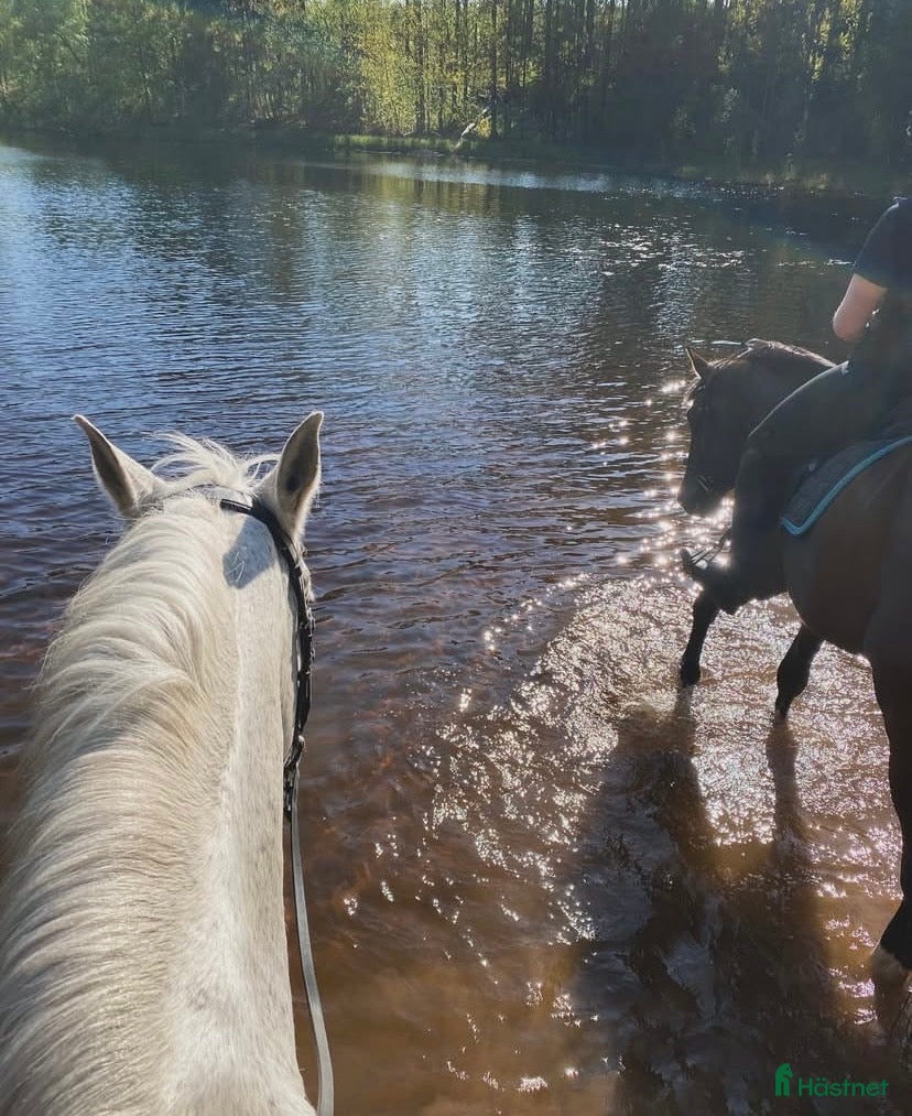  hästar Söker bästa vän för skogsmullning.  - Annons 6