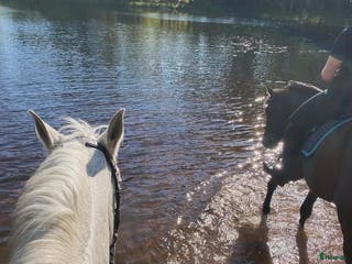 hästar Söker bästa vän för skogsmullning. - Annons 6