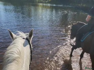 hästar Söker bästa vän för skogsmullning. - Annons 4