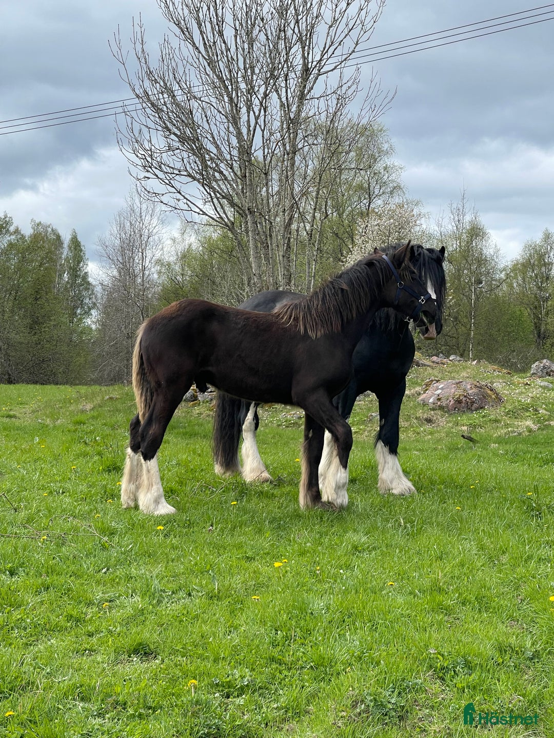Avelshästar hästar till salu: Fin shire hingst  i Lekeryd - Annons 6