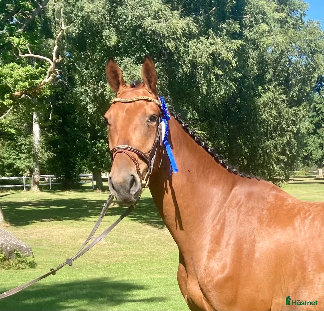Hoppning hästar till salu: Välstammad hopptalang Swb - Annons 1