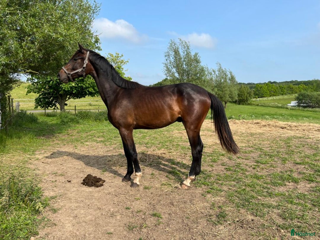 Dressyr hästar till salu: Ädel 2 åring med bra psyke i Skurup - Annons 3