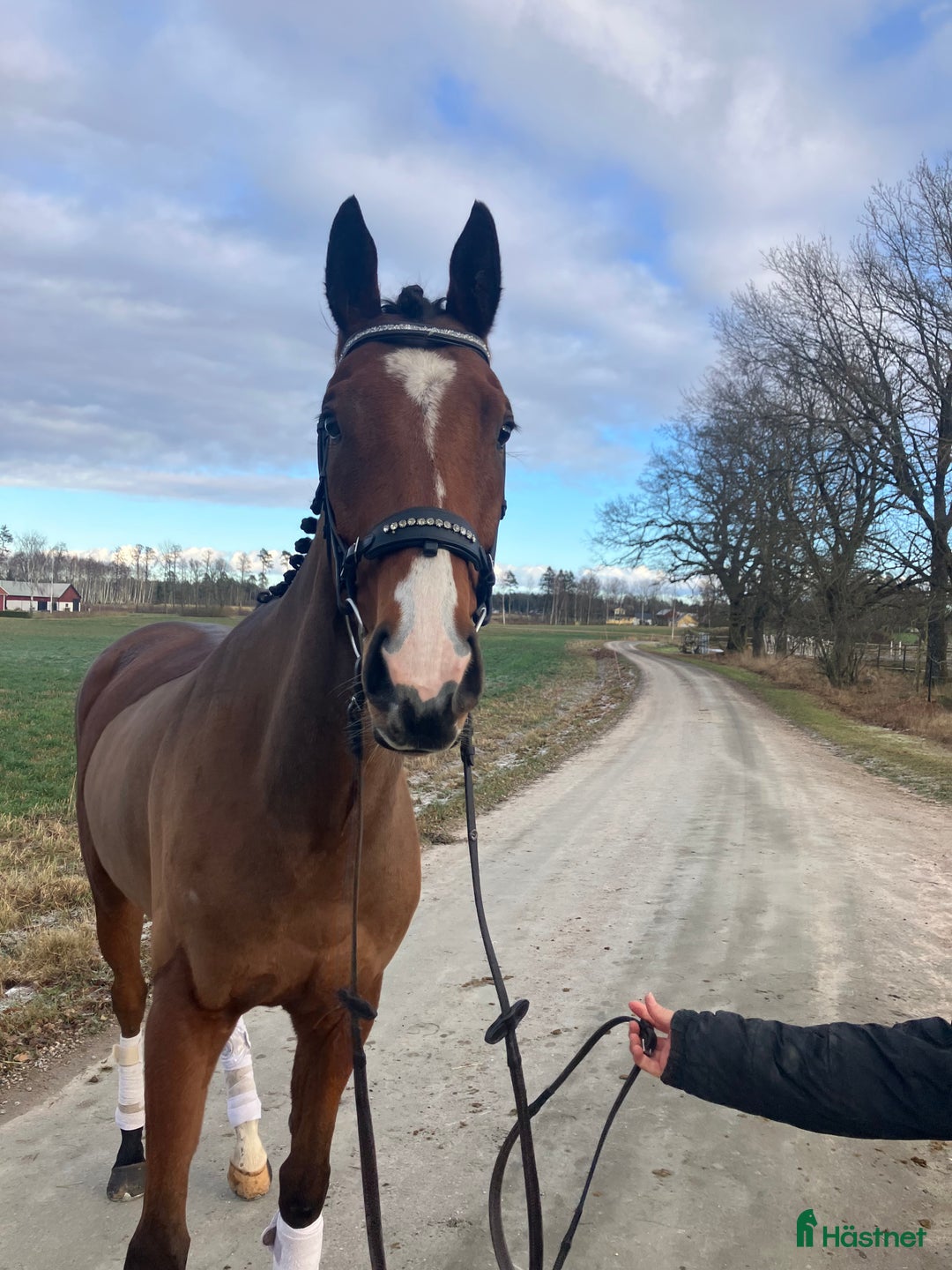 Allround hästar till salu: Kanonfin kille  i Skara - Annons 1