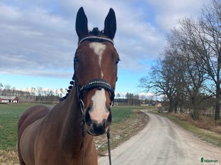 hästar Kanonfin kille i Skara - Annons 10