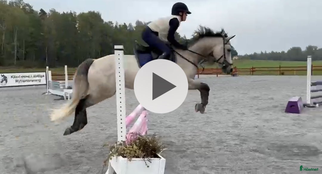 Hoppning hästar till salu: Vacker valack med potential i Jönåker - Annons 6