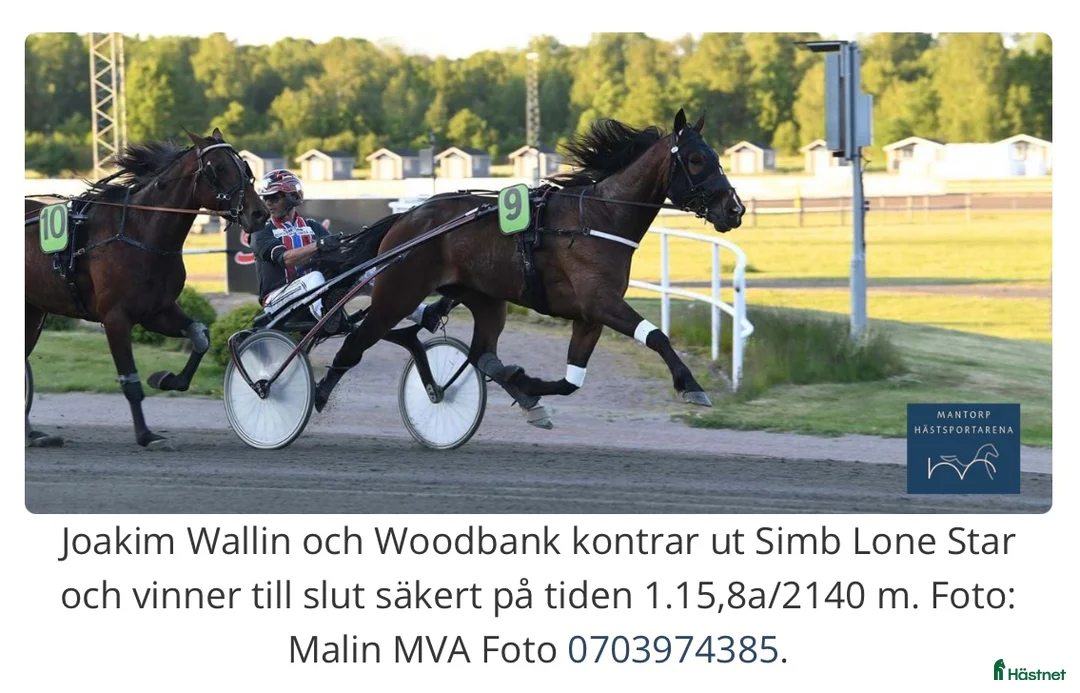 Övrigt hästar till salu: Mycket trevlig kille! i Rimforsa - Annons 2