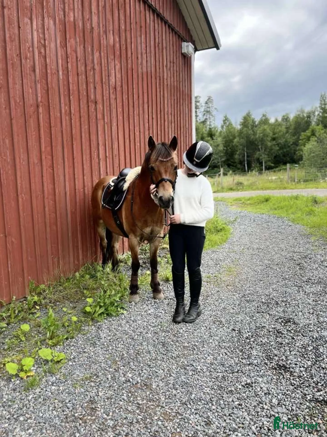 Allround hästar till salu: Världens snällaste gotlandsruss  i Nora - Annons 2