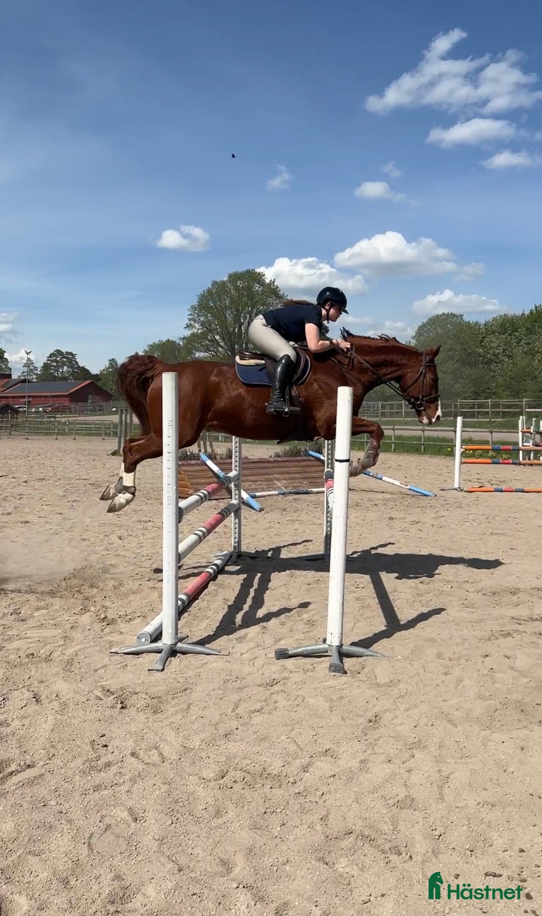  hästservice finnes: Träningar i dressyr, markarbete och hoppning🌟 i Mora - Annons 3