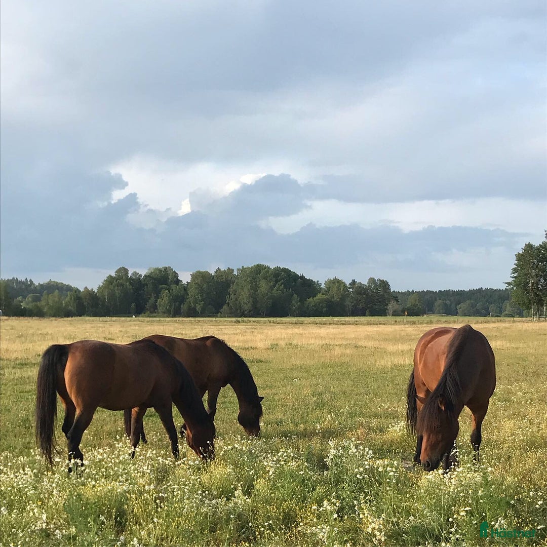  stallplats finnes: Stallplats Brottby  i Vallentuna - Annons 1