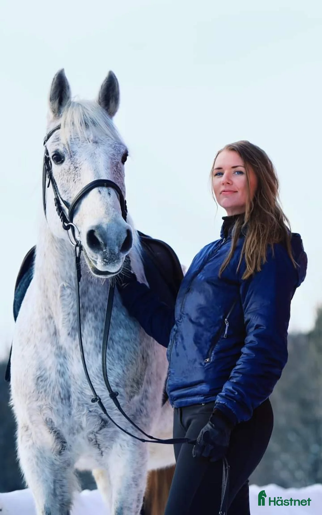 Allround hästar till salu: Vacker herre med hjärta av guld.  i Åre - Annons 4
