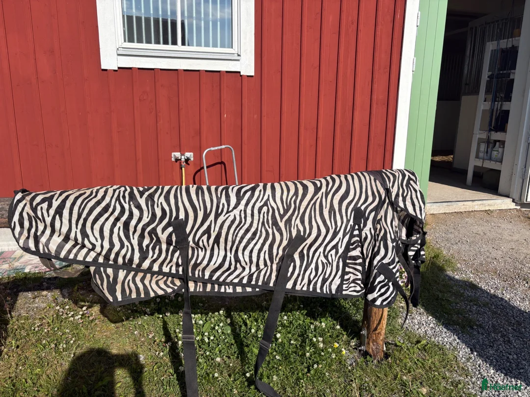 Täcken hästutrustning till salu: Flugtäcke zebra stl 135 - Annons 1