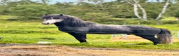 Island hästar till salu: Pampig lovande hingst! - Annons 2