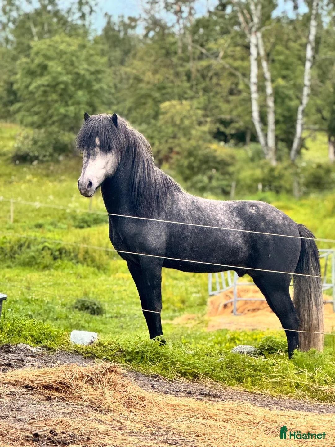 Island hästar till salu: Pampig lovande hingst! - Annons 2