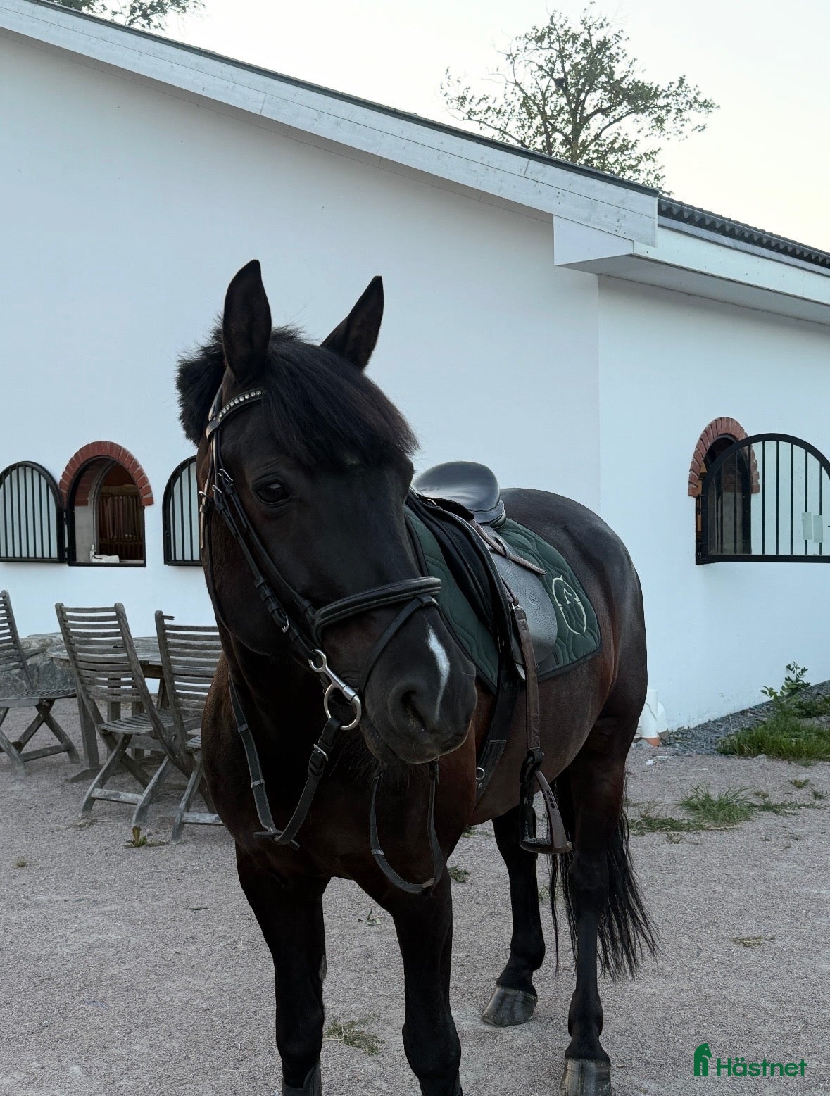  hästar Fantastisk D-ponny  - Annons 2