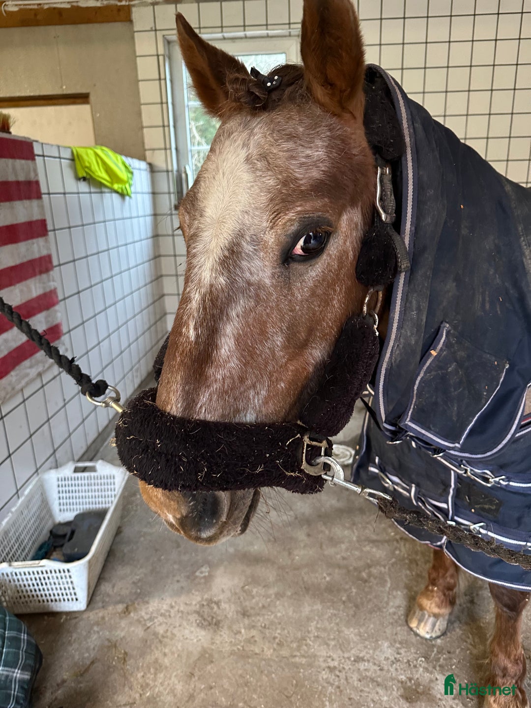 Hoppning hästar till salu: Världens Bästa Ponny i Skepplanda - Annons 12