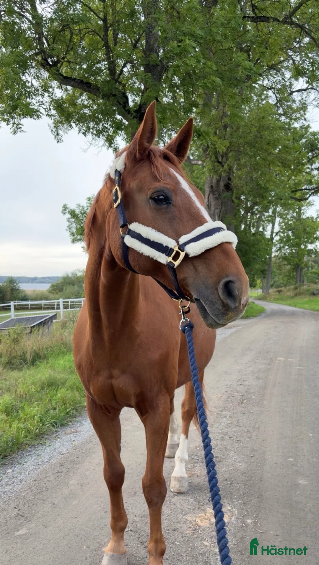 Allround hästar till salu: ⭐️ Trygg valack med power för hoppning ⭐️ - Annons 2